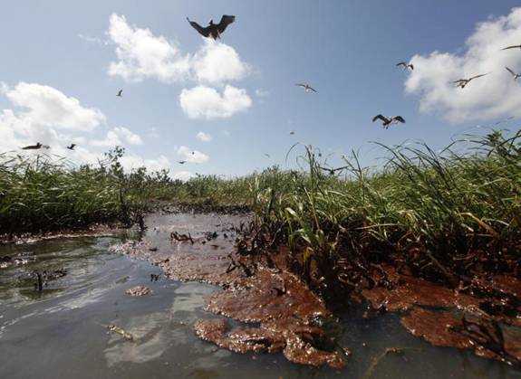 Залив Баратария, 22 мая 2010