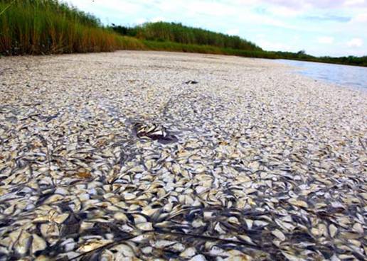 Баю Шаланд, западный берег р. Миссисипи, сентябрь 2010