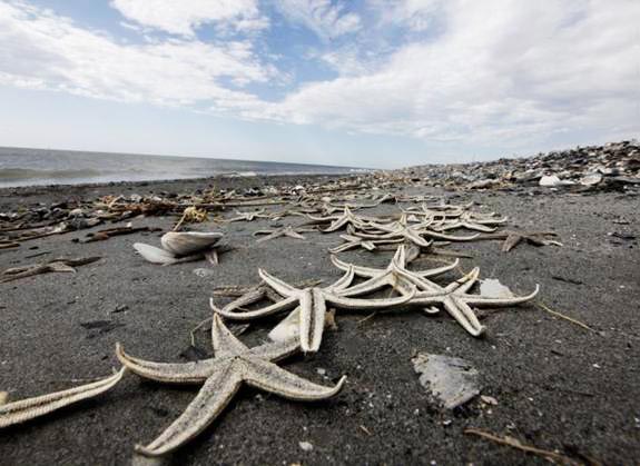 Острова Шанделёр, побережье Луизианы, 24 апреля 2010