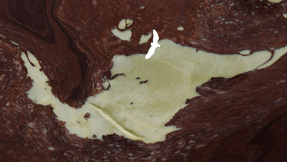 Вид на Залив с высоты птичьего полёта