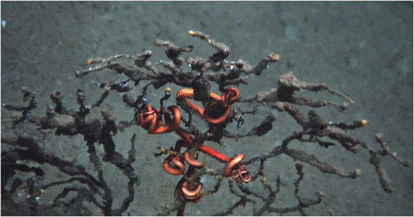 То, что осталось от кораллов в Мексиканском заливе