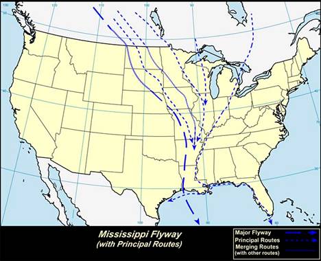 Основной коридор зимней миграции птиц в Северной Америке