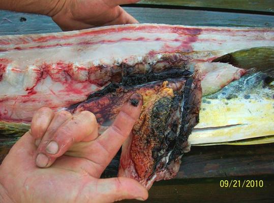 Вскрытая туша рыбы, выловленной в Мексиканском заливе, сентябрь 2010