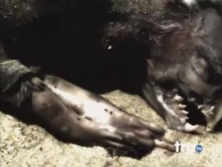 &laquo;Монтокские монстры&raquo;