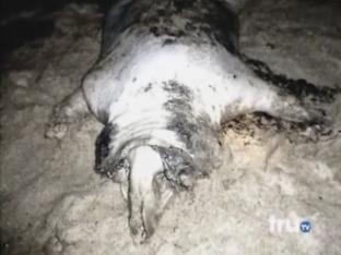 &laquo;Монтокские монстры&raquo;