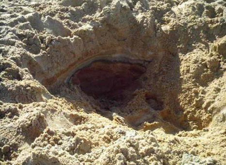 Копаться в песке на пляжах Флориды&ndash; занятие смертельно опасное