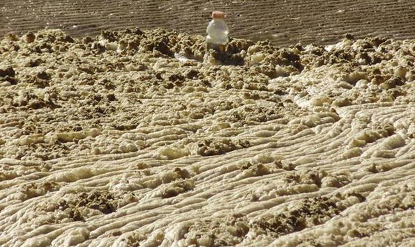 Корексито-планктонная пена окутывает берега американских курортов; детей &ndash; тоже.