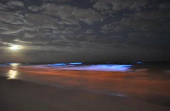 image062.jpg Нетипичное флуоресцентное сине-красное свечение морской воды на побережье Флориды