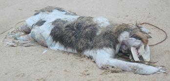 image065.jpg image065.jpg