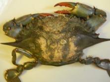 image101.jpg image101.jpg