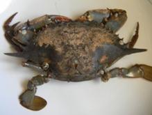 image105.jpg image105.jpg