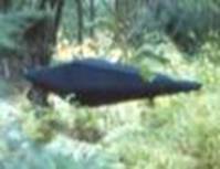 FOTOS DEL SUPUESTO OVNI DE JONATHAN REED