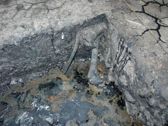 Кости животных в битуме Ла-Бреа