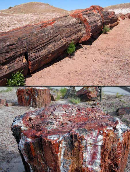 «Каменный лес» в Аризоне