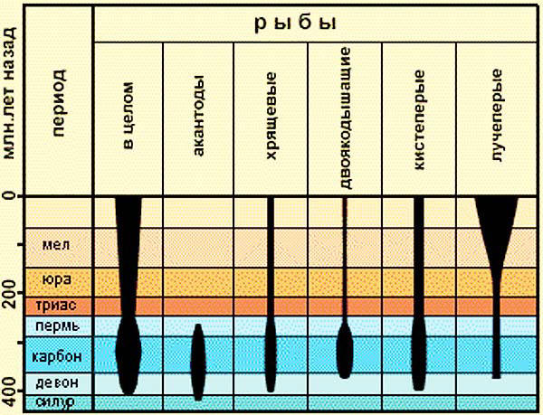 Количество видов рыб