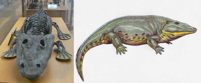 Эриопс – земноводное перми (скелет и реконструкция)