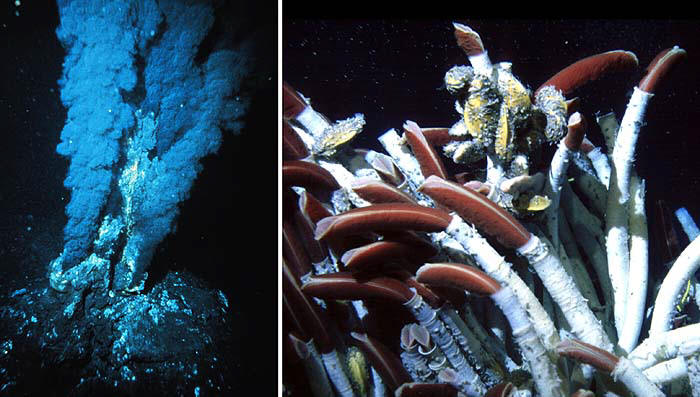 «Черные курильщики» и их обитатели