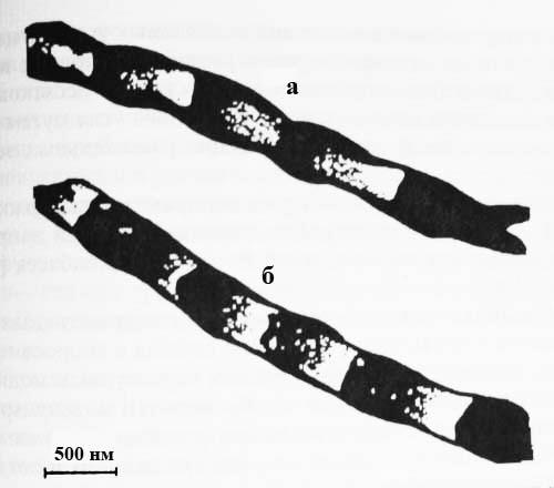 Углеродные волокна: а – в природном шунгите, б – синтезируемые