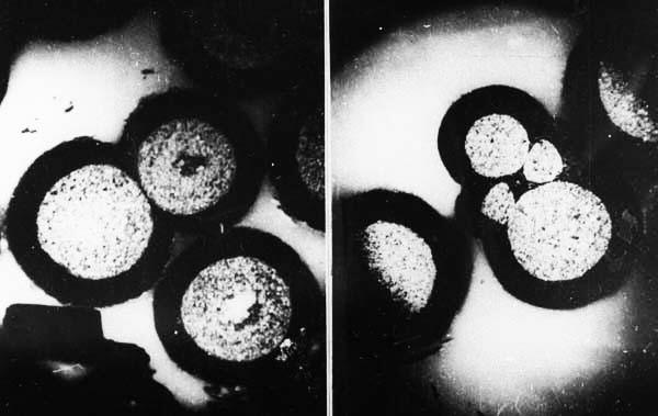 «Образцы спор и пыльцы растений»