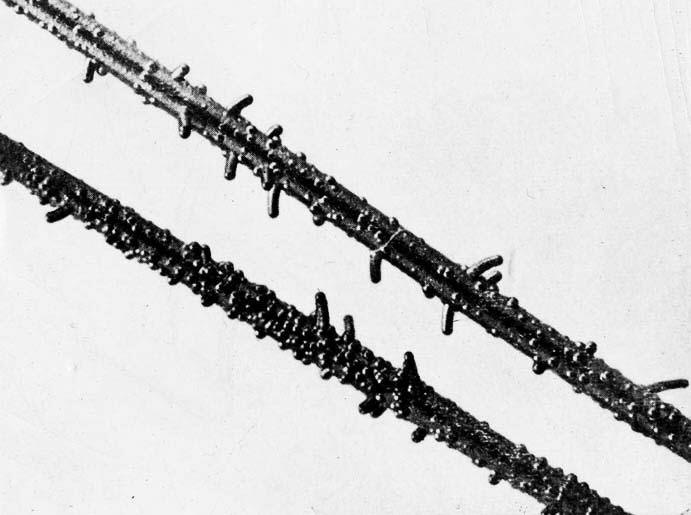 «Веточки» из пирографита