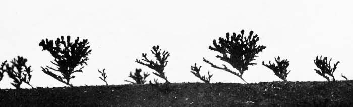 «Растения» из пирографита