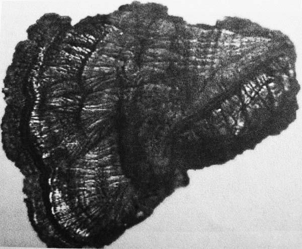 «Срез ствола дерева»