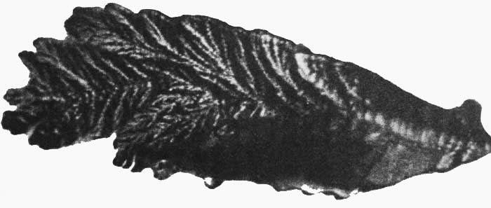 «Углефицированный лист»