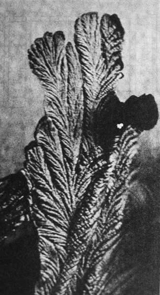 «Углефицированное растение»