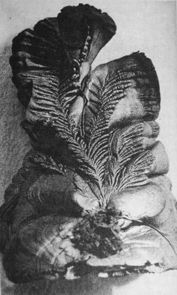 «Растение», полученное при газофазном осаждении пиролитического графита