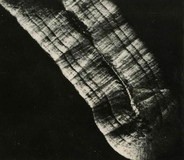 «Окаменевший фаллос» в пирографите