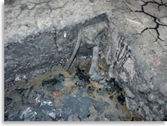 Кости животных в битуме Ла-Бреа