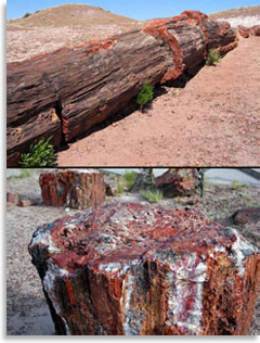 «Каменный лес» в Аризоне