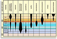 Количество видов фауны