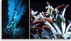 «Черные курильщики» и их обитатели