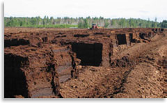 Современные залежи торфа