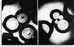 «Образцы спор и пыльцы растений»