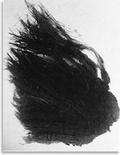 «Остатки водорослей»