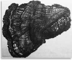 «Срез ствола дерева»