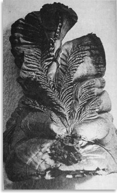 «Растение», полученное при газофазном осаждении пиролитического графита