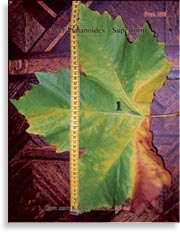 Acer Platanoides (Клён)