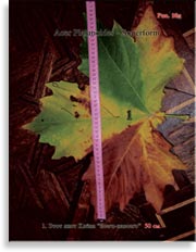 Acer Platanoides (Клён)