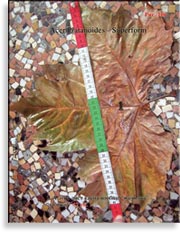 Acer Platanoides (Клён)