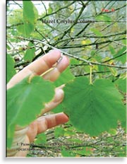 Турецкий Орех