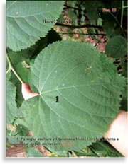 Турецкий Орех