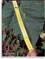 Турецкий Орех