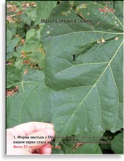 Турецкий Орех