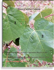 Турецкий Орех