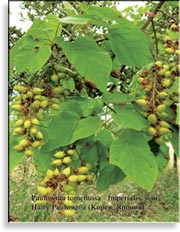 Павлония имперская