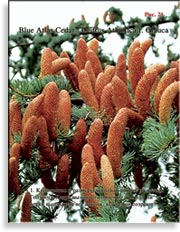 Голубой Кедр