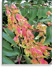 Райское Дерево